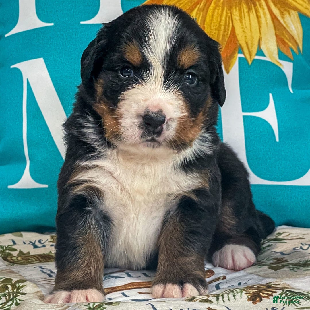 Bernese Mountain Dog dogs for sale: Brianna - Image 3
