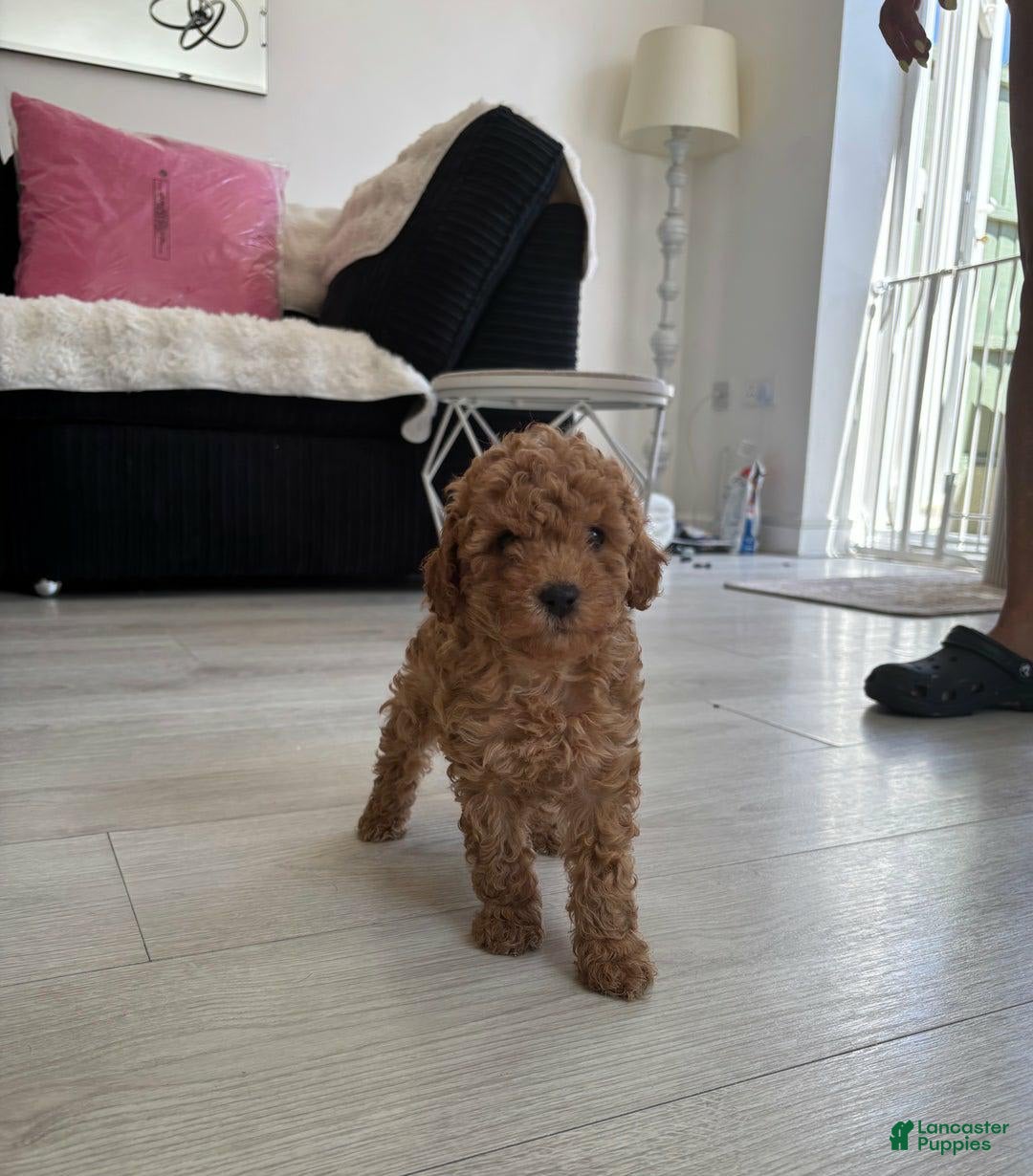 Toy Poodle dogs for sale: Teddy - Image 3