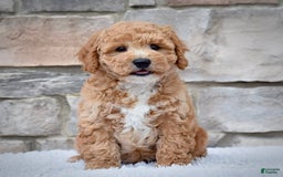 Mini Goldendoodle dogs for sale: Petite Mr. Alex - Image 6