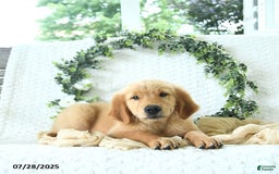 Golden Retriever dogs for sale: Alec - Image 17