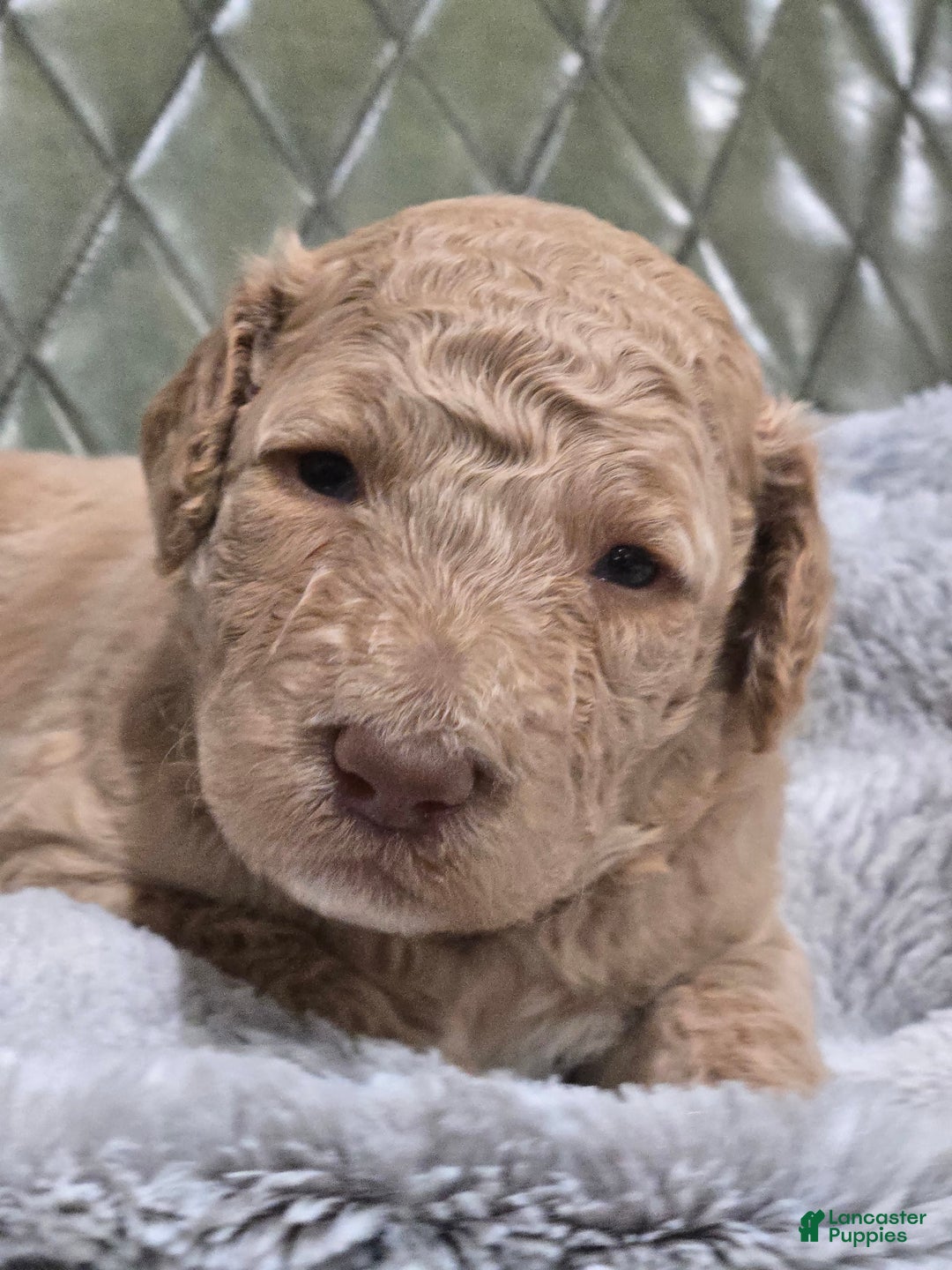Standard Poodle dogs for sale: Mango - Image 4