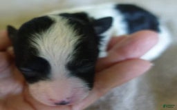 Toy Poodle dogs for sale: Zara Parti Girl - Image 18