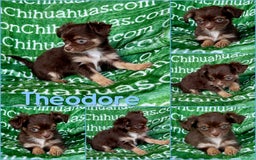 Chihuahua dogs for sale: Theodore Chocolate Lc - Image 28