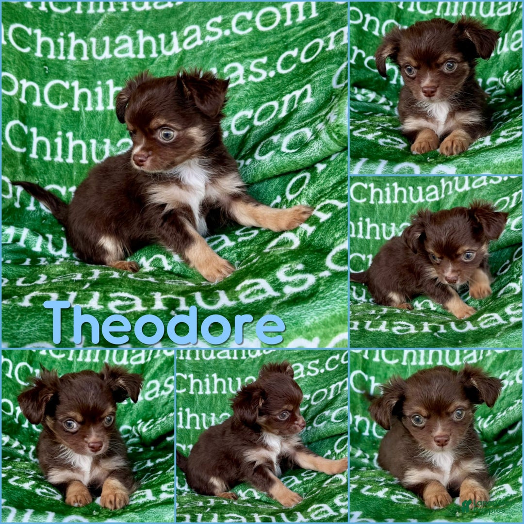Chihuahua dogs for sale: Theodore Chocolate Lc - Image 28