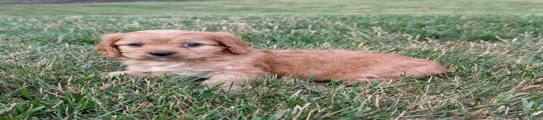 Rusty