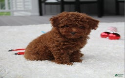 Toy Poodle dogs for sale: Eleanor - Image 19