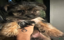 Yorkshire Terrier dogs for sale: Daisy - Image 2