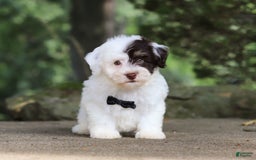 Havanese dogs for sale: Hayes - Image 10