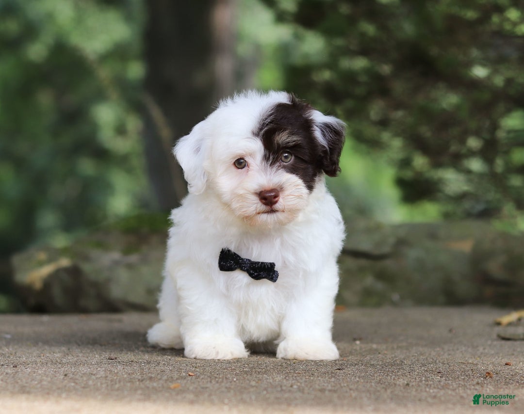 Havanese dogs for sale: Hayes - Image 10