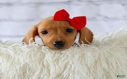 Miniature Dachshund dogs for sale: Nick - Image 5