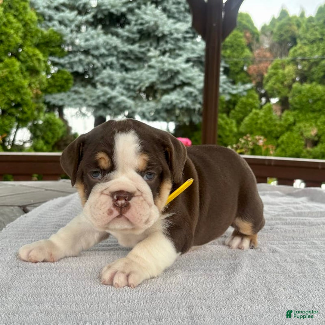 English Bulldog dogs for sale: Camille - Image 12