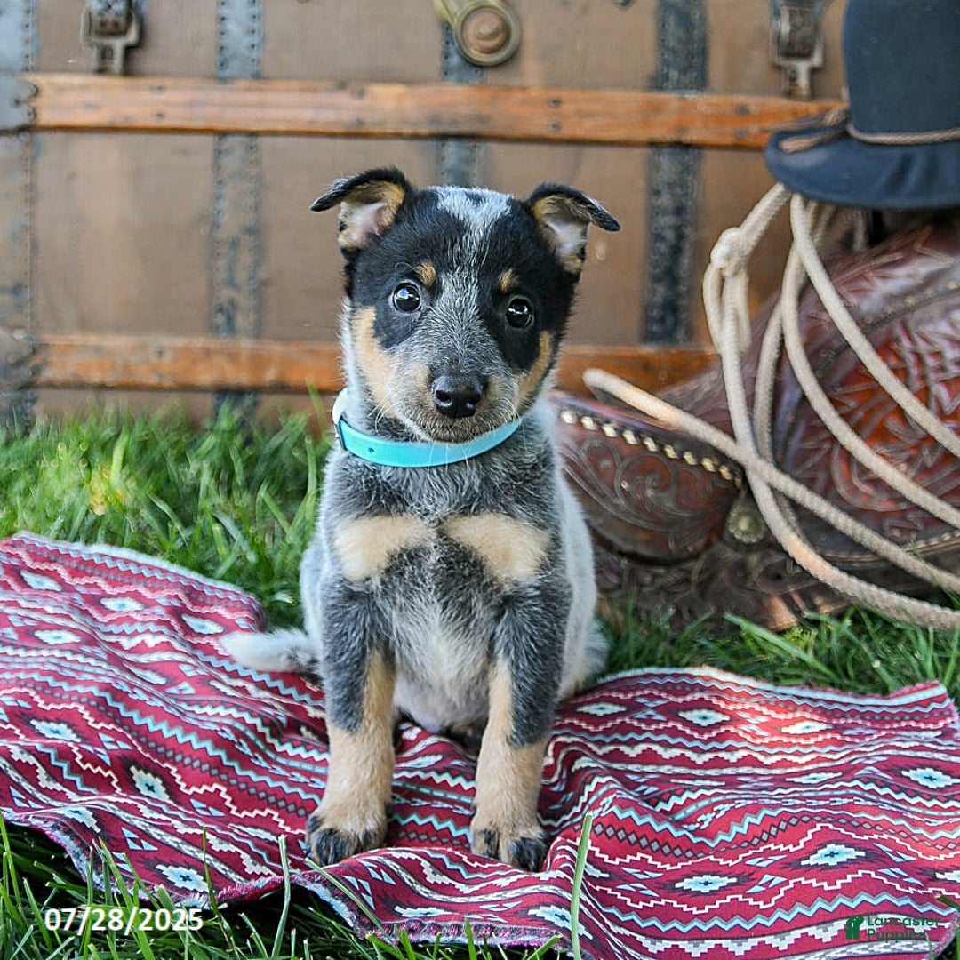 Australian Cattle Dog dogs for sale: Chocolate Chip - Image 4