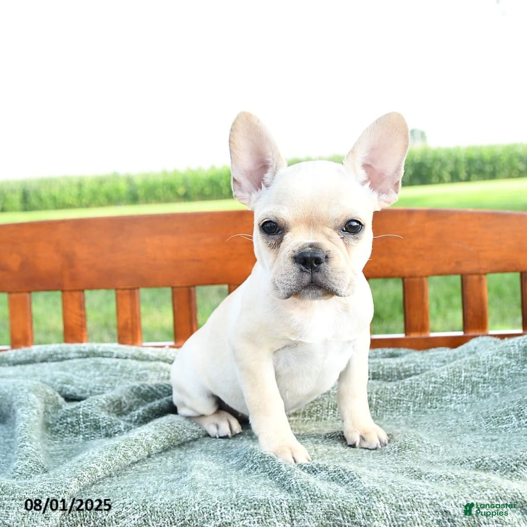 French Bulldog dogs for sale: Lavendar - Image 10