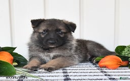German Shepherd dogs for sale: Dallas - Image 4