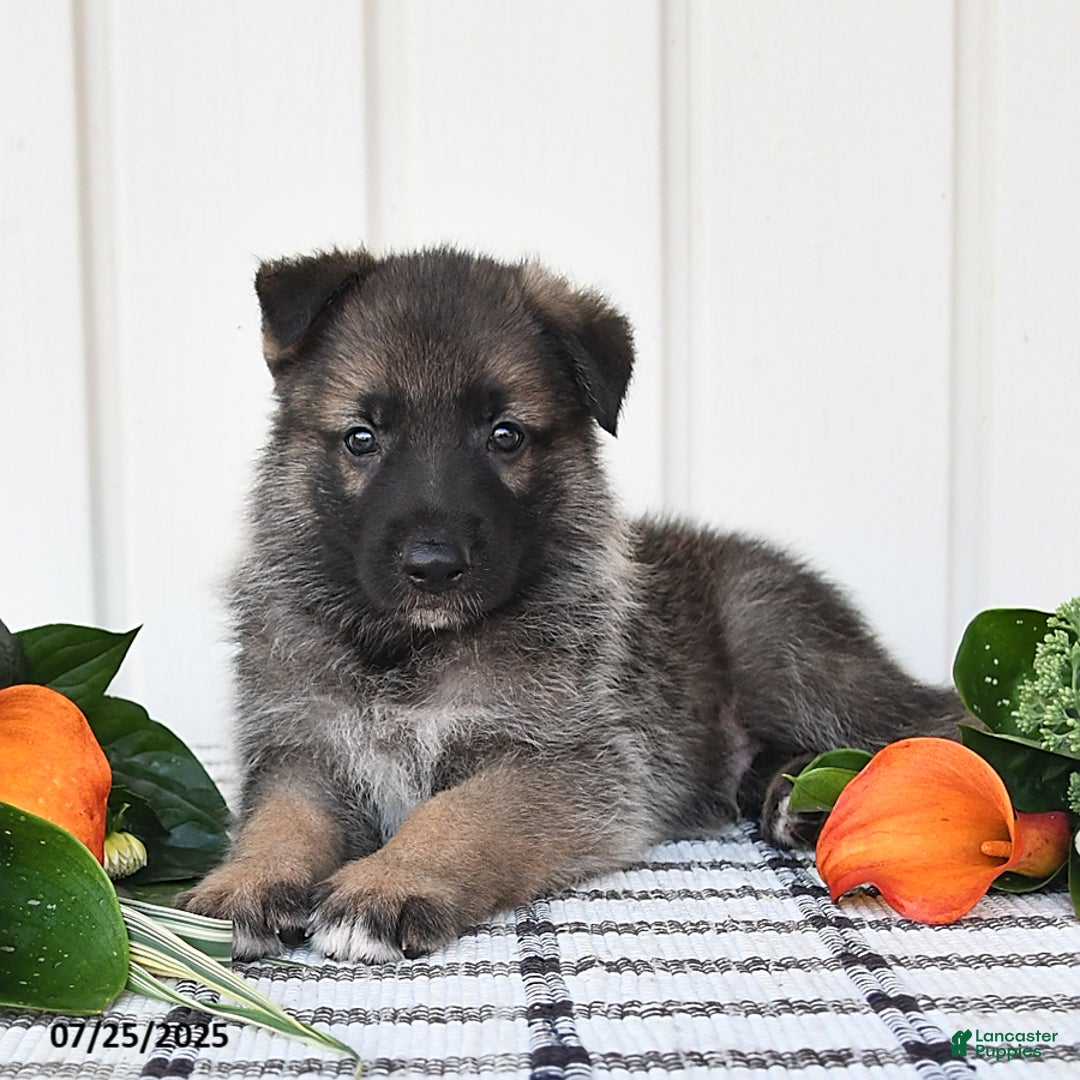 German Shepherd dogs for sale: Dallas - Image 4