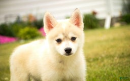 Pomsky dogs for sale: Blaze - Image 3