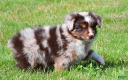Miniature Australian Shepherd dogs for sale: Neal - Image 2