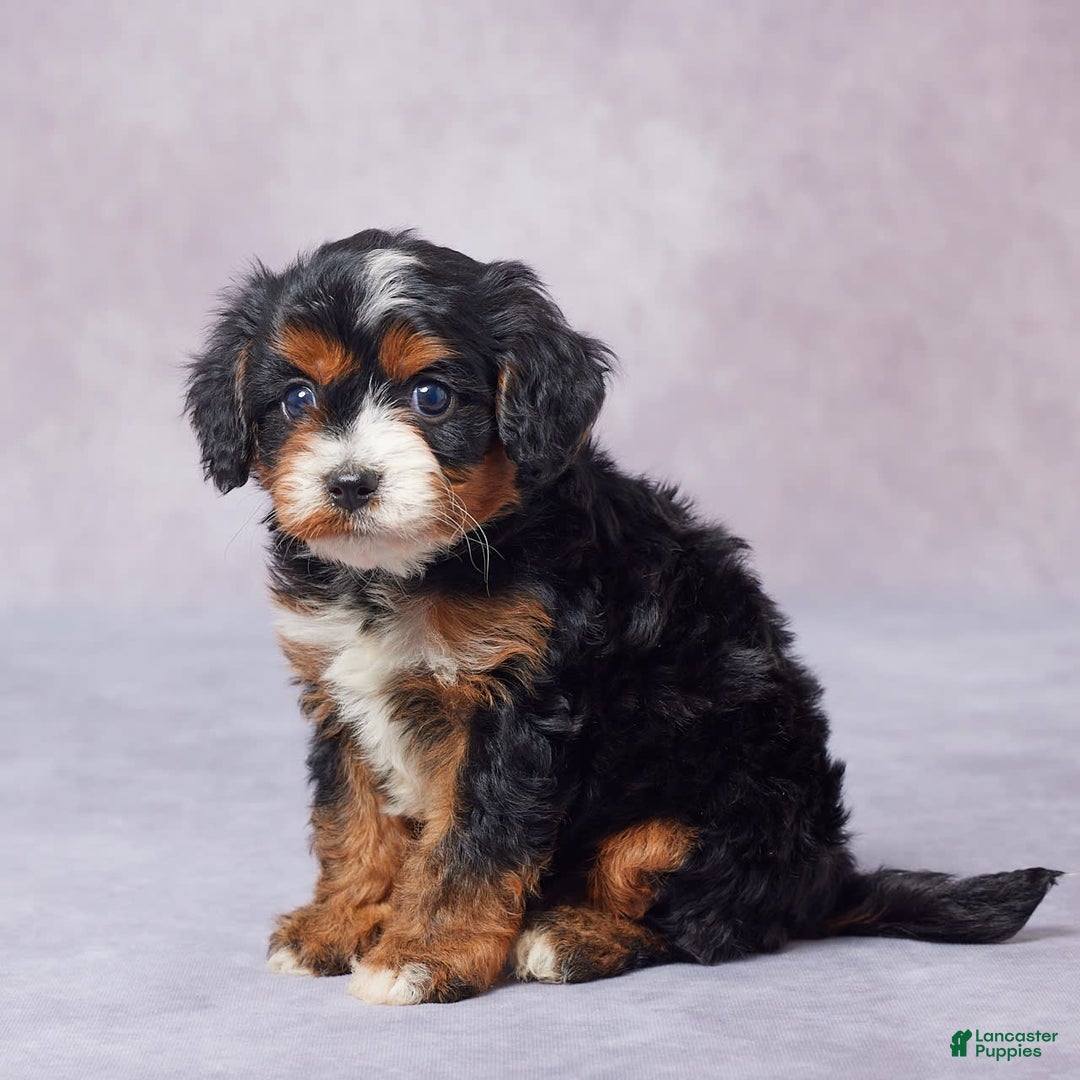 Cavapoo dogs for sale: Hank - Image 3