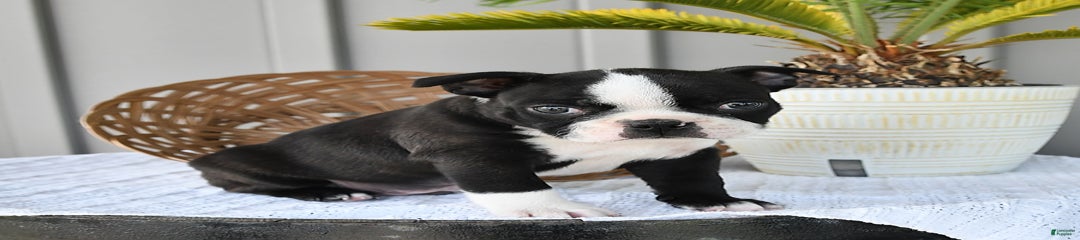 Domino