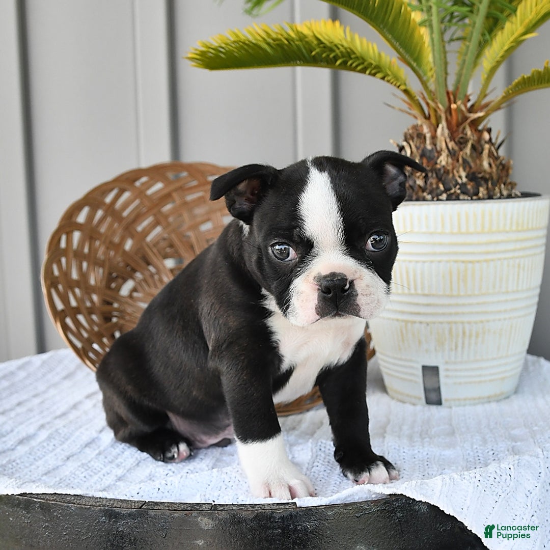 Boston Terrier dogs for sale: Domino - Image 5