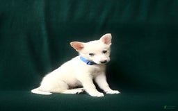 American Eskimo dogs for sale: Saint - Image 2