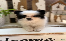 Pomeranian dogs for sale: Bear - Image 1