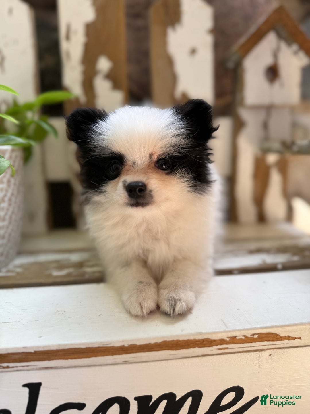 Pomeranian dogs for sale: Bear - Image 1