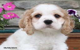 Cocker Spaniel dogs for sale: Ozzy - Image 10