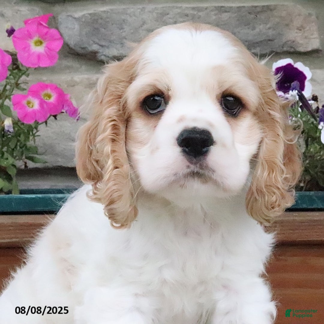 Cocker Spaniel dogs for sale: Ozzy - Image 10