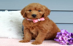 Goldendoodle dogs for sale: Cassie - Image 2