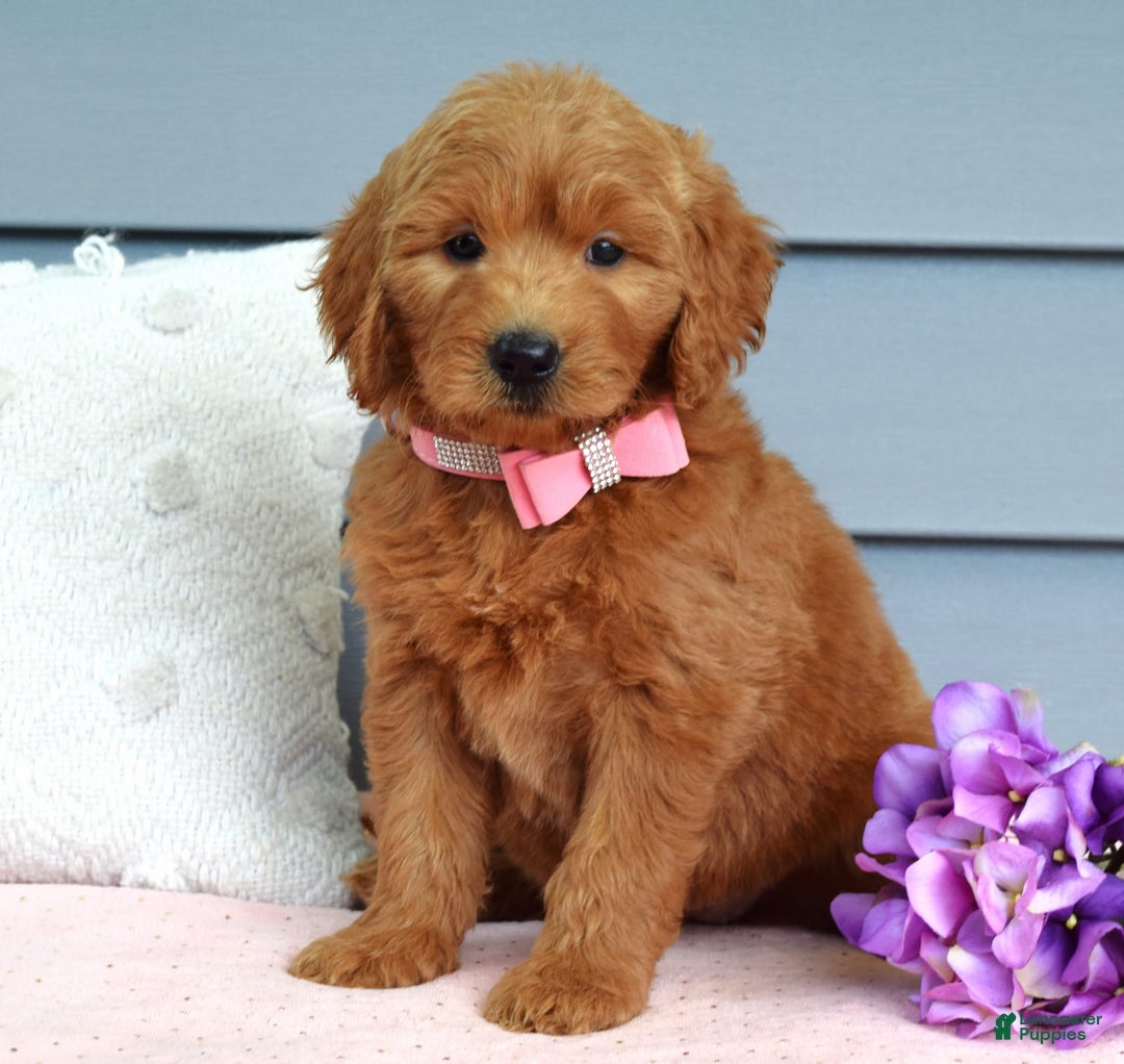 Goldendoodle dogs for sale: Cassie - Image 2