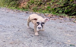 Whippet dogs for sale: Tilly - Image 11
