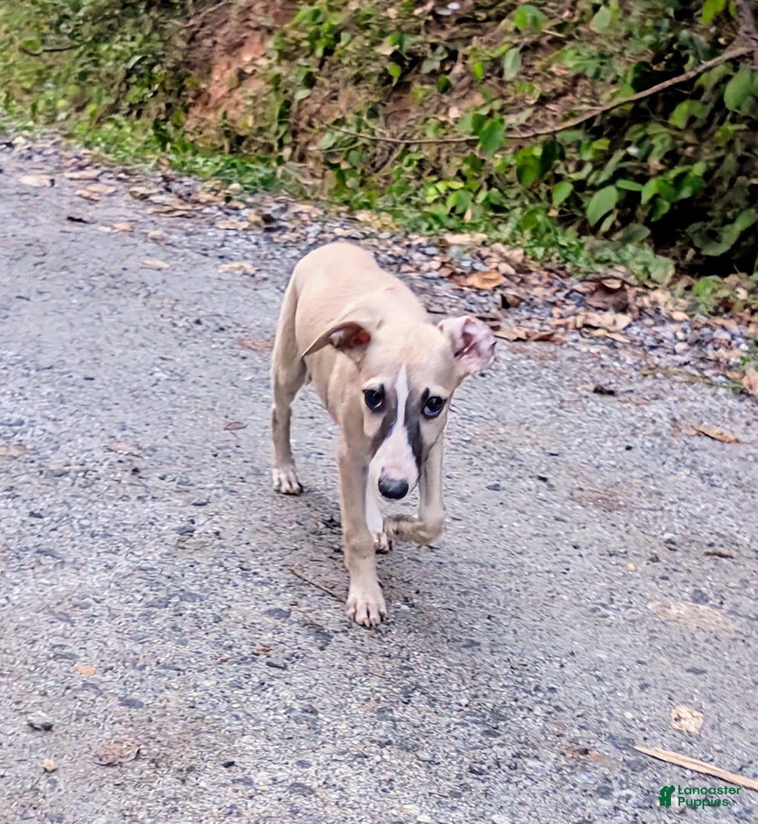 Whippet dogs for sale: Tilly - Image 11