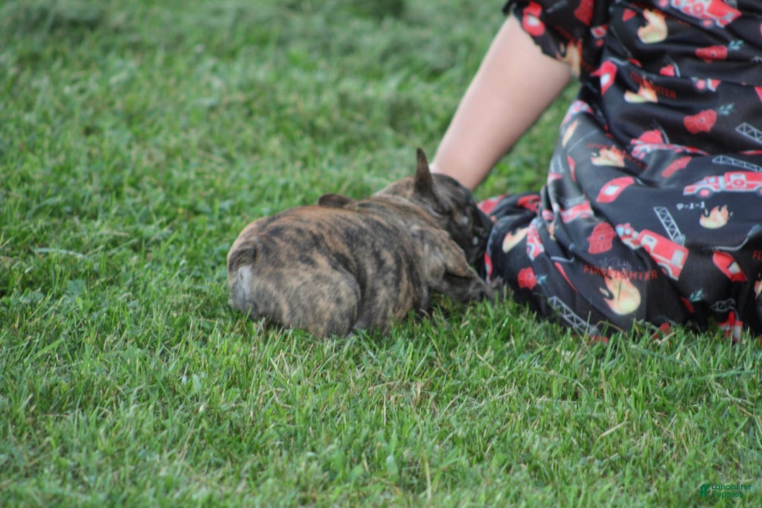 French Bulldog dogs for sale: Roland - Image 11