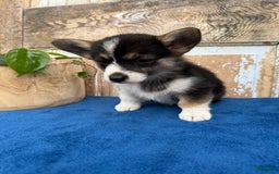 Welsh Corgi Pembroke dogs for sale: Carly - Image 3