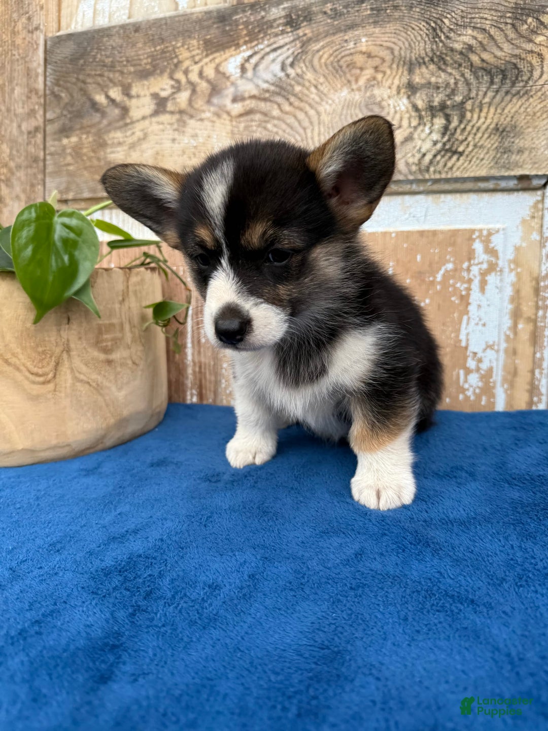 Welsh Corgi Pembroke dogs for sale: Carly - Image 3