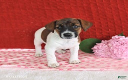 Jack Russell Terrier dogs for sale: Rosie - Image 3