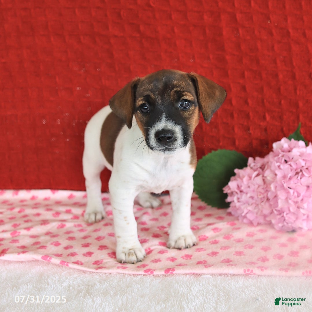 Jack Russell Terrier dogs for sale: Rosie - Image 3