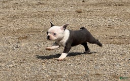 Boston Terrier dogs for sale: Tickles - Image 7