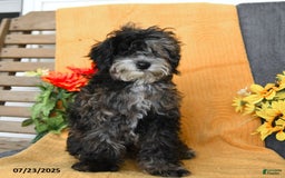 Miniature Poodle dogs for sale: Oakley - Image 10