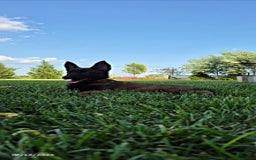 Belgian Malinois dogs for sale: Lark - Image 4
