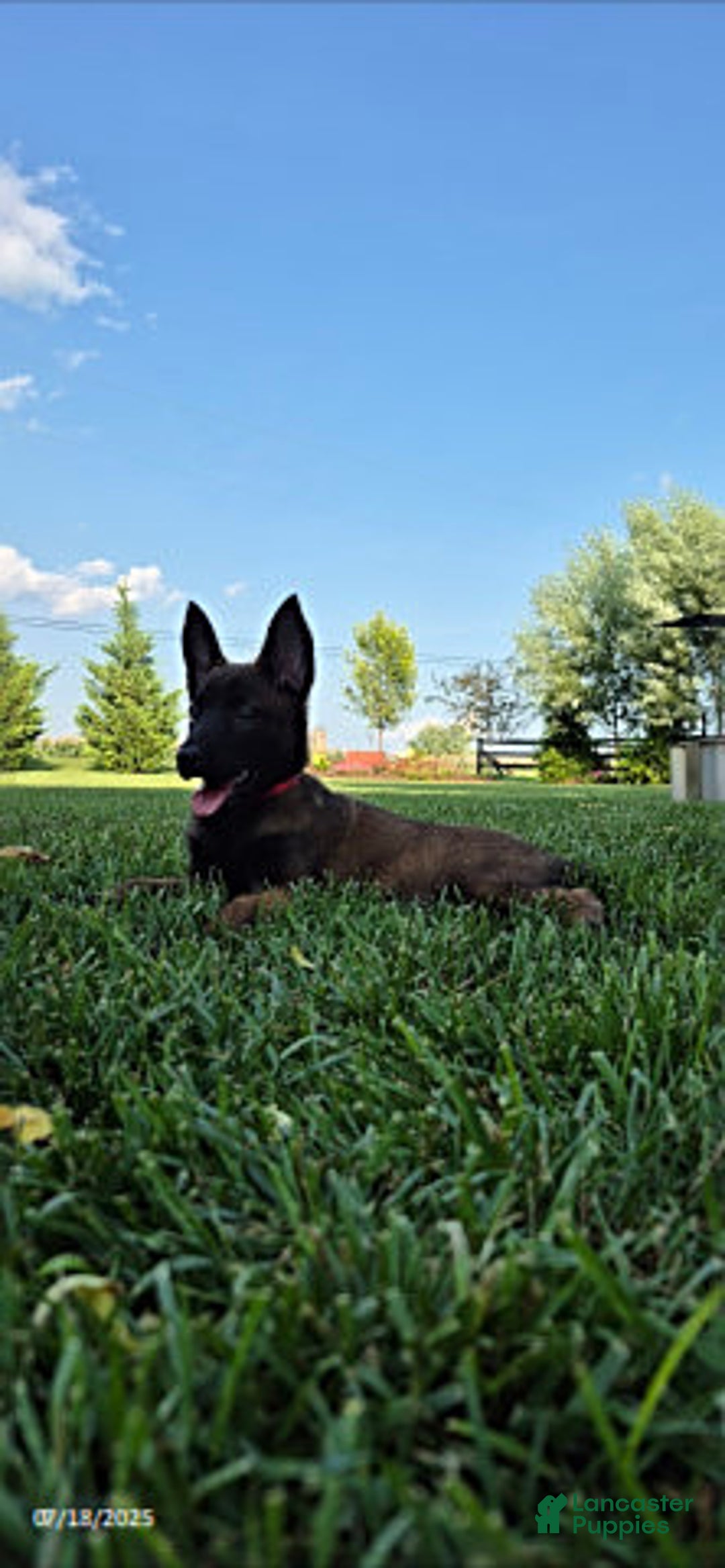 Belgian Malinois dogs for sale: Lark - Image 4
