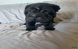 Shar Pei dogs for sale: Armani Squishy-face - Image 7