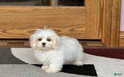 Lhasa Apso dogs for sale: Angel - Image 1