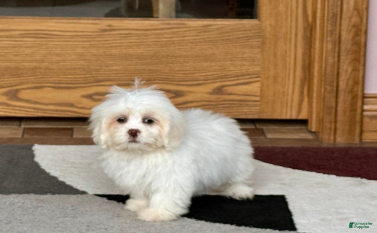 Lhasa Apso dogs for sale - Ad 1