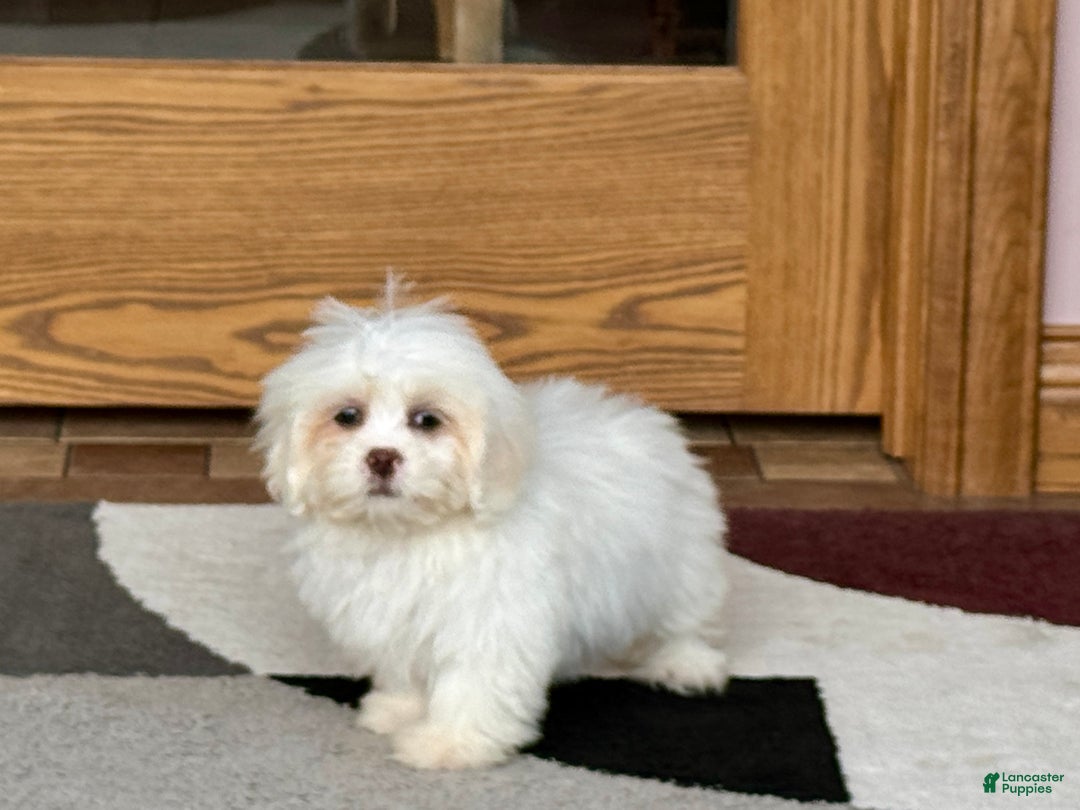 Lhasa Apso dogs for sale: Angel - Image 1
