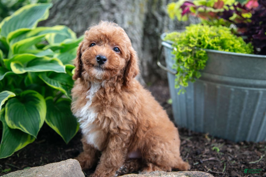 Miniature Poodle dogs for sale: Kodi - Image 5