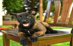Belgian Malinois dogs for sale: Ada - Image 4