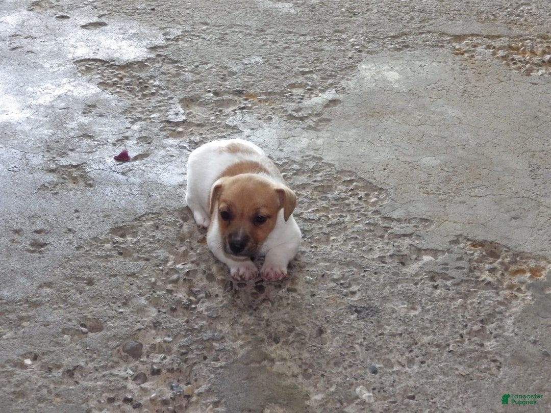 Jack Russell Terrier dogs for sale: Foster - Image 15