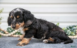 Miniature Dachshund dogs for sale: Mister - Image 3